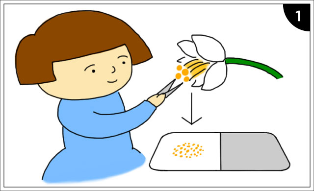 (1)試料をのせる